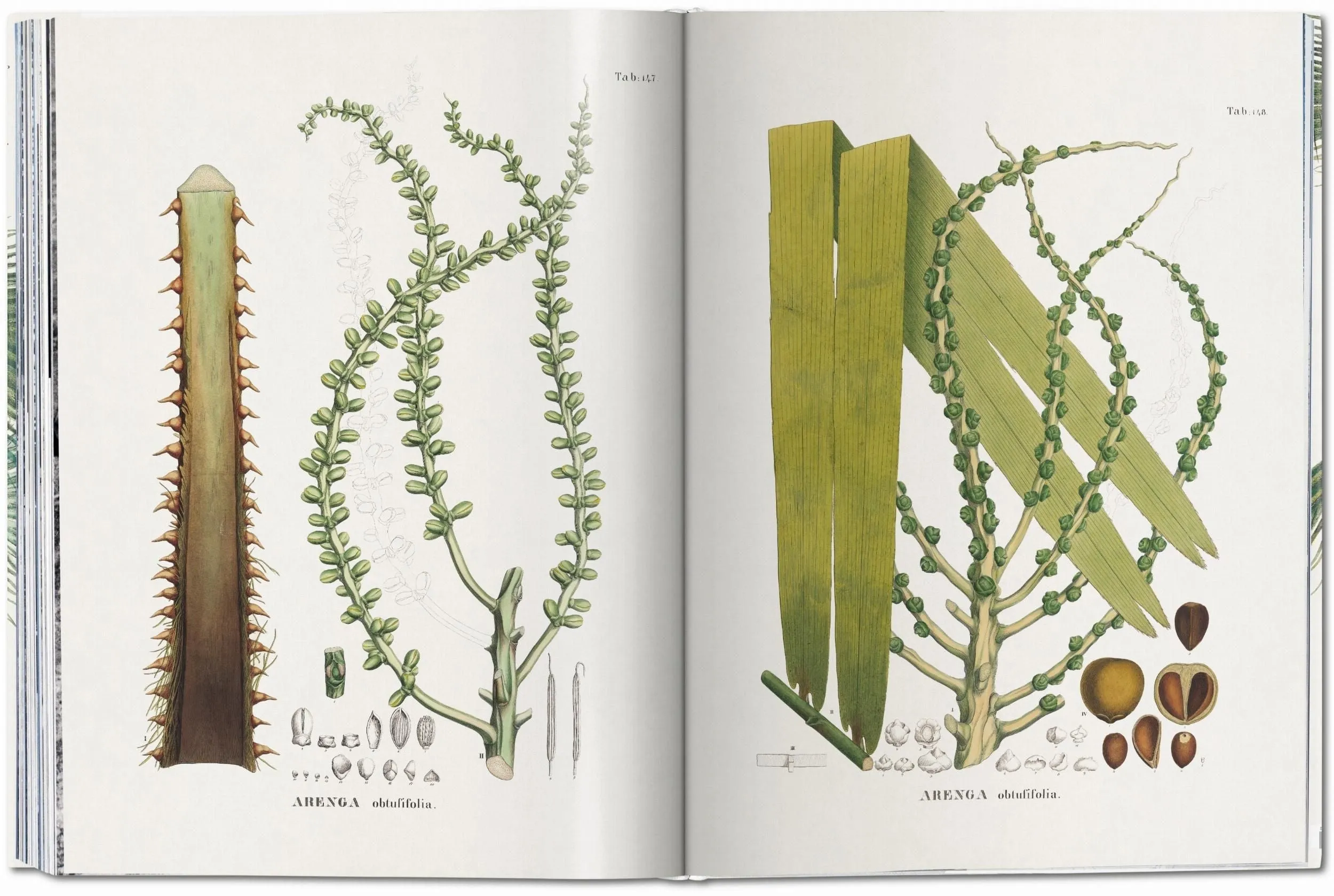 martius. the book of palms