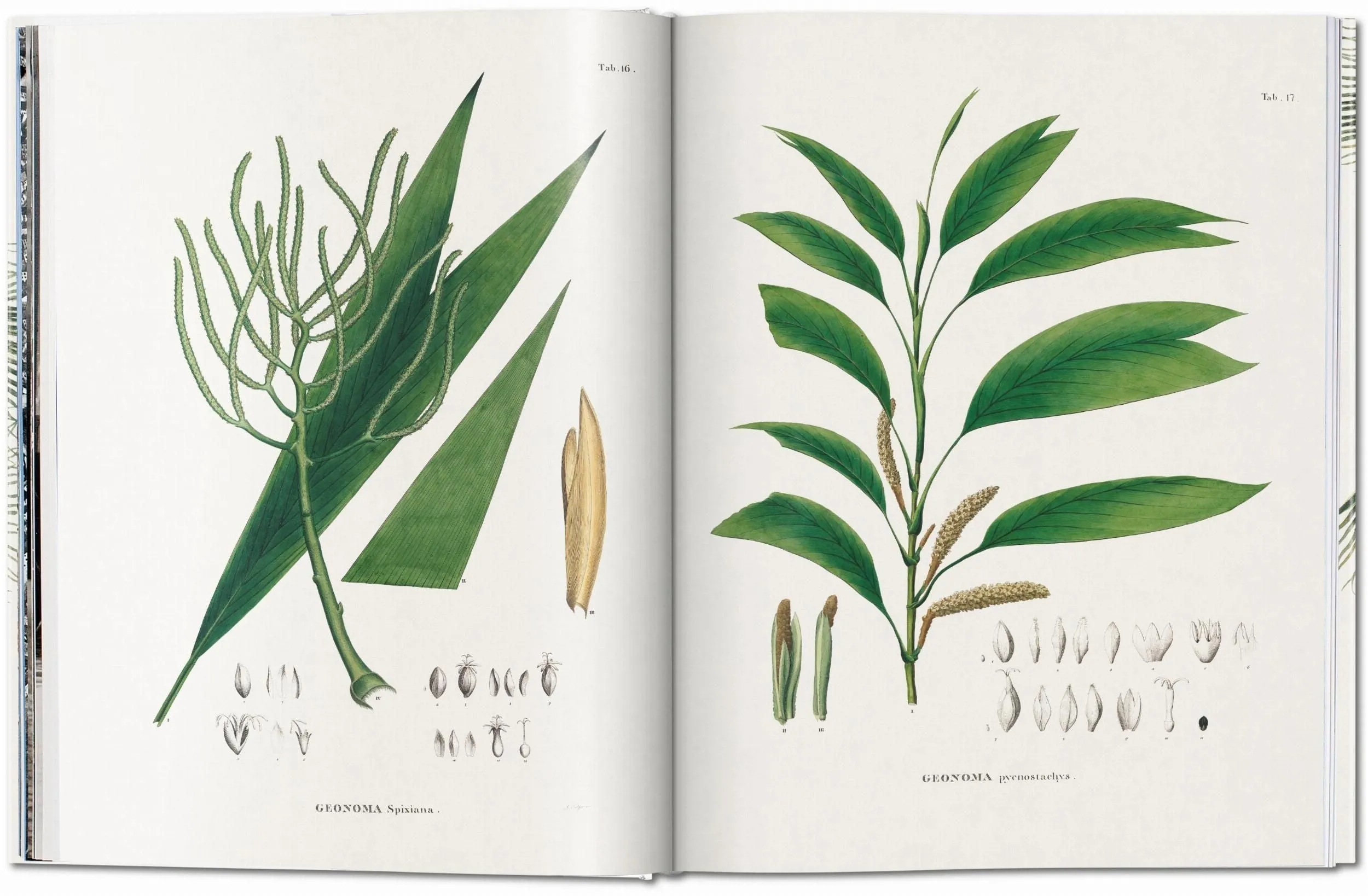 martius. the book of palms