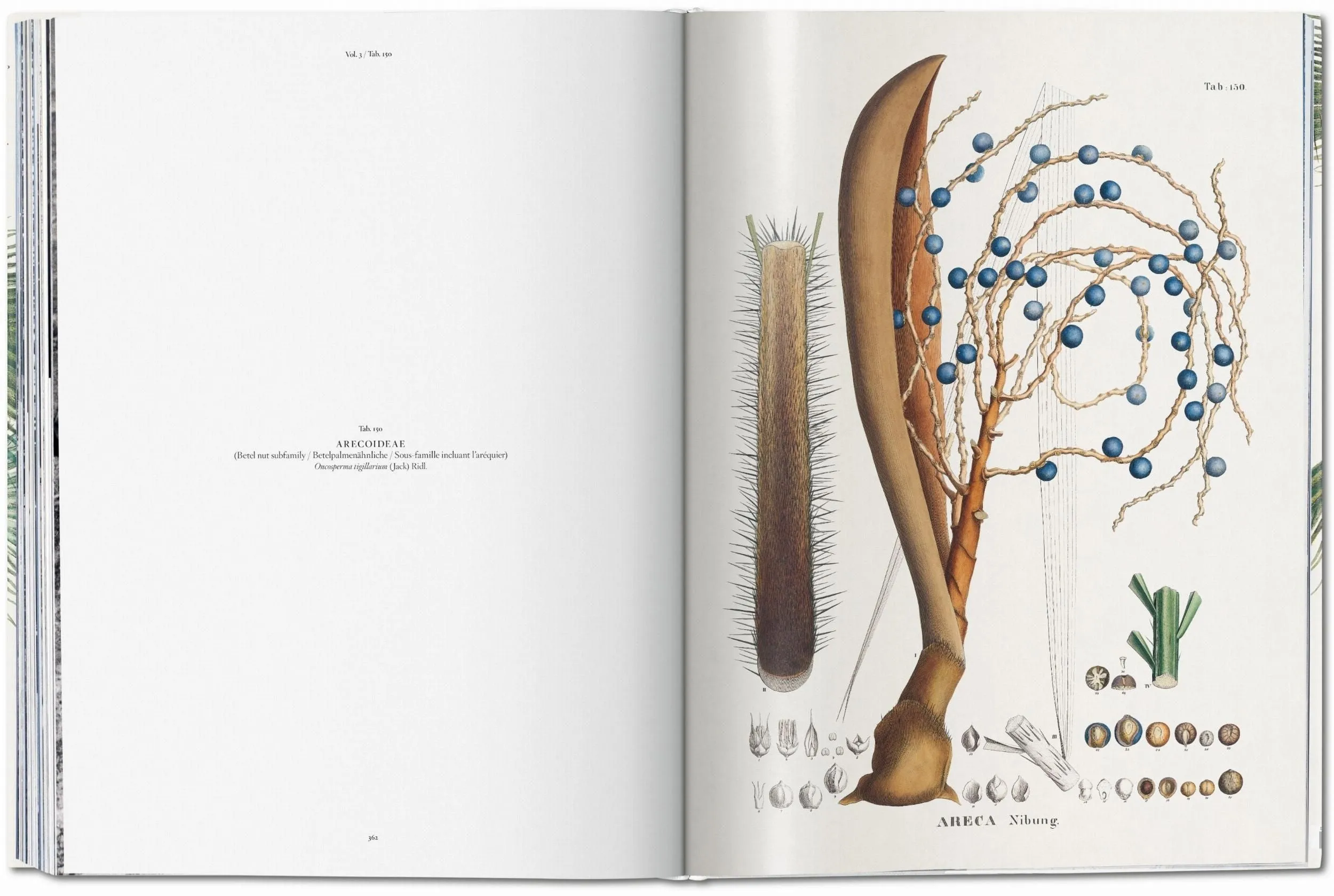 martius. the book of palms